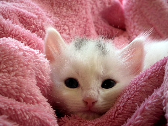 猫の写真